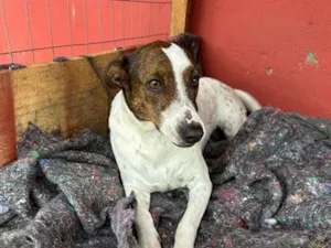 Cachorro raça SRD-ViraLata idade 2 anos nome Branquinha 