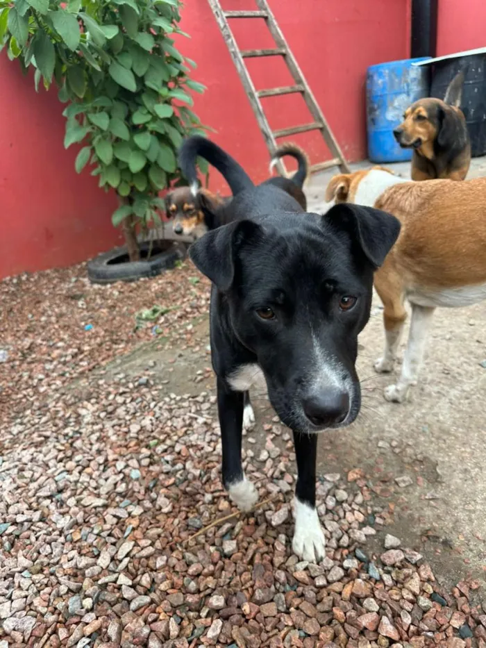 Cachorro raça SRD-ViraLata idade 1 ano nome Lacan 