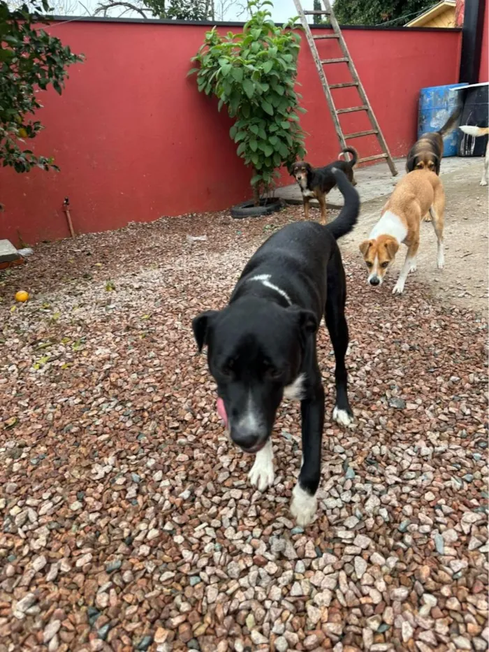 Cachorro raça SRD-ViraLata idade 1 ano nome Lacan 