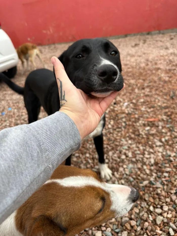Cachorro raça SRD-ViraLata idade 1 ano nome Lacan 