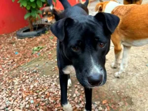 Cachorro raça SRD-ViraLata idade 1 ano nome Lacan 