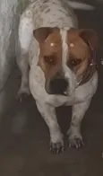 princesa 