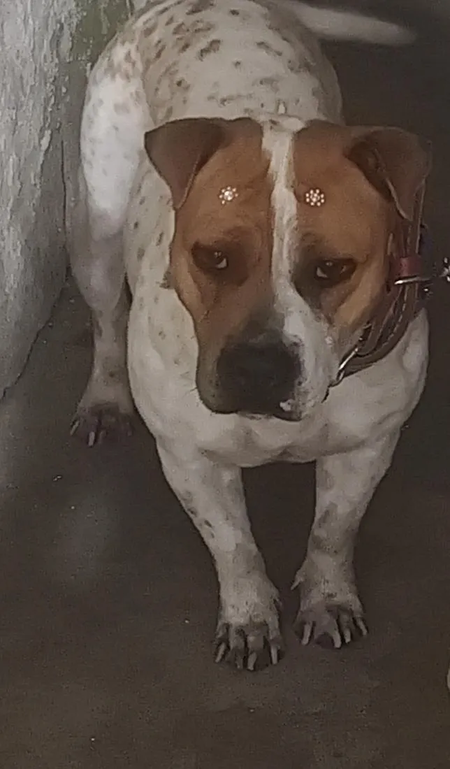 Cachorro raça SRD-ViraLata idade 6 ou mais anos nome princesa 