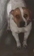 princesa 