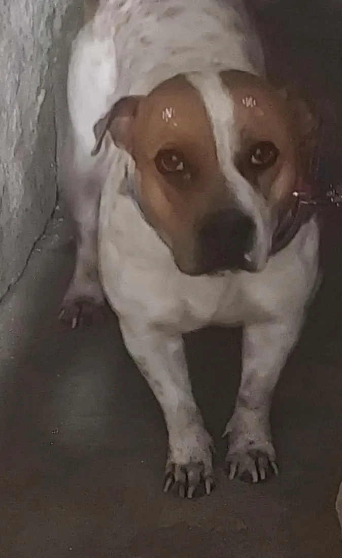Cachorro raça SRD-ViraLata idade 6 ou mais anos nome princesa 