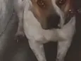princesa 