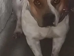 Cachorro raça SRD-ViraLata idade 6 ou mais anos nome princesa 