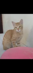 Mikhail