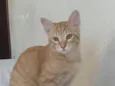 Mikhail
