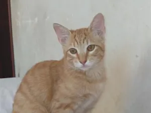 Gato raça SRD-ViraLata idade 7 a 11 meses nome Mikhail