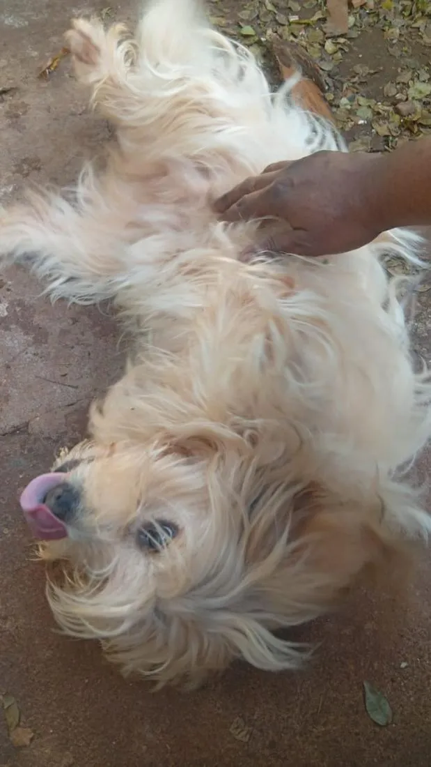 Cachorro raça SRD-ViraLata idade 3 anos nome Atena
