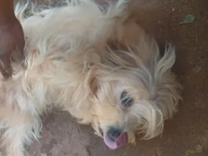 Cachorro raça SRD-ViraLata idade 3 anos nome Atena