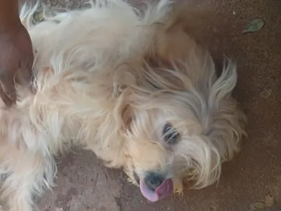 Cachorro raça SRD-ViraLata idade 3 anos nome Atena
