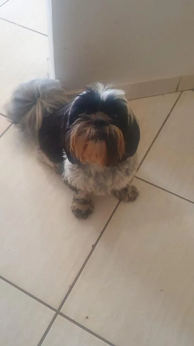 Cachorro raça Shitzu idade 6 ou mais anos nome Amora