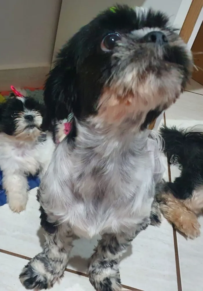 Cachorro raça Shitzu idade 6 ou mais anos nome Amora