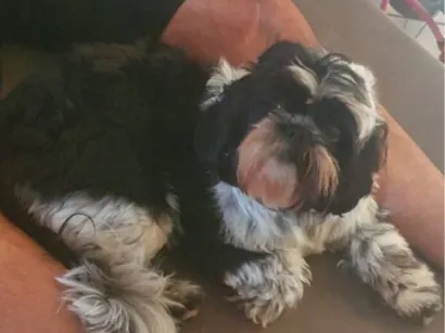 Cachorro raça Shitzu idade 6 ou mais anos nome Amora