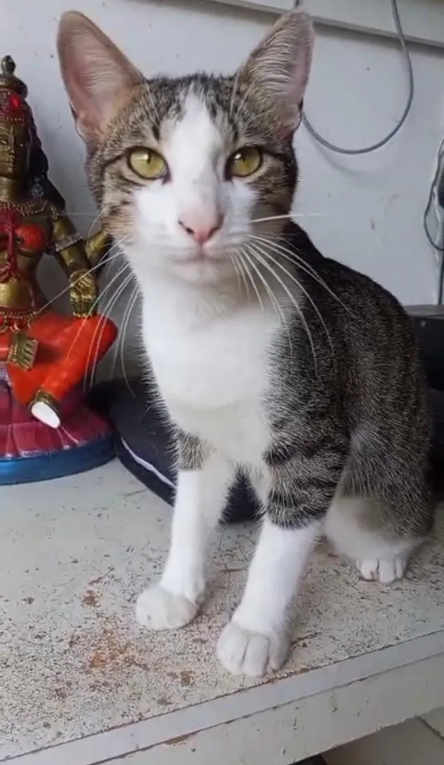 Gato raça SRD-ViraLata idade 7 a 11 meses nome SALIM