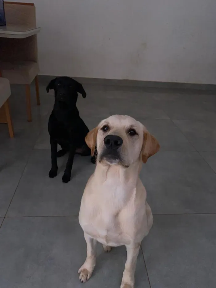 Cachorro raça SRD-ViraLata idade 2 a 6 meses nome Zeus/Hera