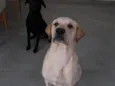 Zeus/Hera