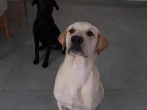 Cachorro raça SRD-ViraLata idade 2 a 6 meses nome Zeus/Hera