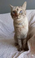 Agatha