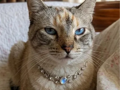 Gato raça SRD-ViraLata idade 2 anos nome Agatha