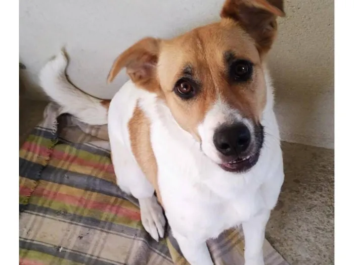Cachorro raça SRD-ViraLata idade 4 anos nome Luna
