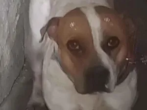 Cachorro raça SRD-ViraLata idade 6 ou mais anos nome princesa 