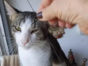Gato raça SRD-ViraLata idade 7 a 11 meses nome SALIM