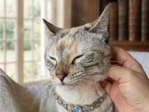 Gato raça SRD-ViraLata idade 2 anos nome Agatha