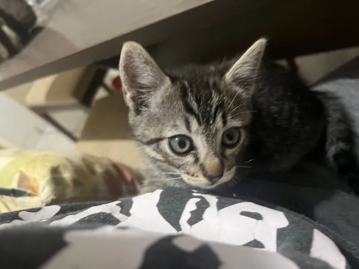 Gato raça SRD-ViraLata idade 2 a 6 meses nome Fuligem 