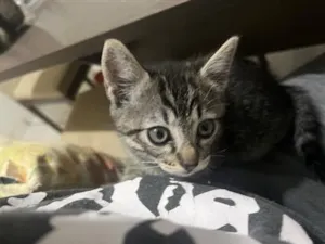 Gato raça SRD-ViraLata idade 2 a 6 meses nome Fuligem 