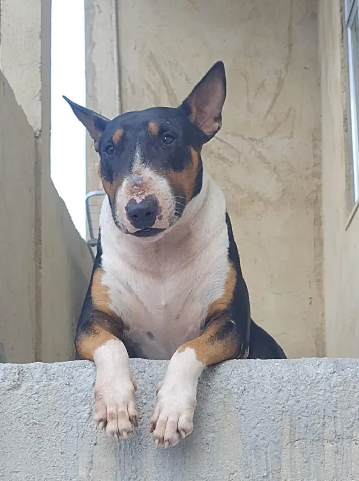 Cachorro raça Bull Terrier idade 4 anos nome Trovito