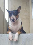 Trovito