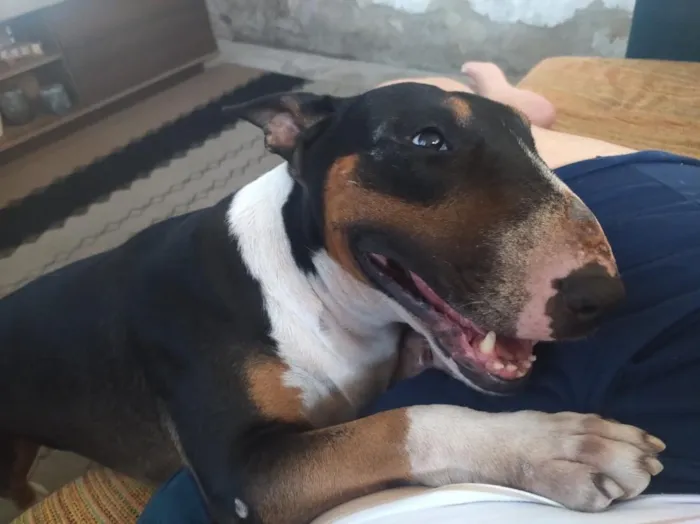 Cachorro raça Bull Terrier idade 4 anos nome Trovito