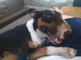 Trovito
