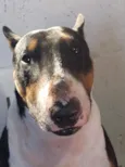 Trovito