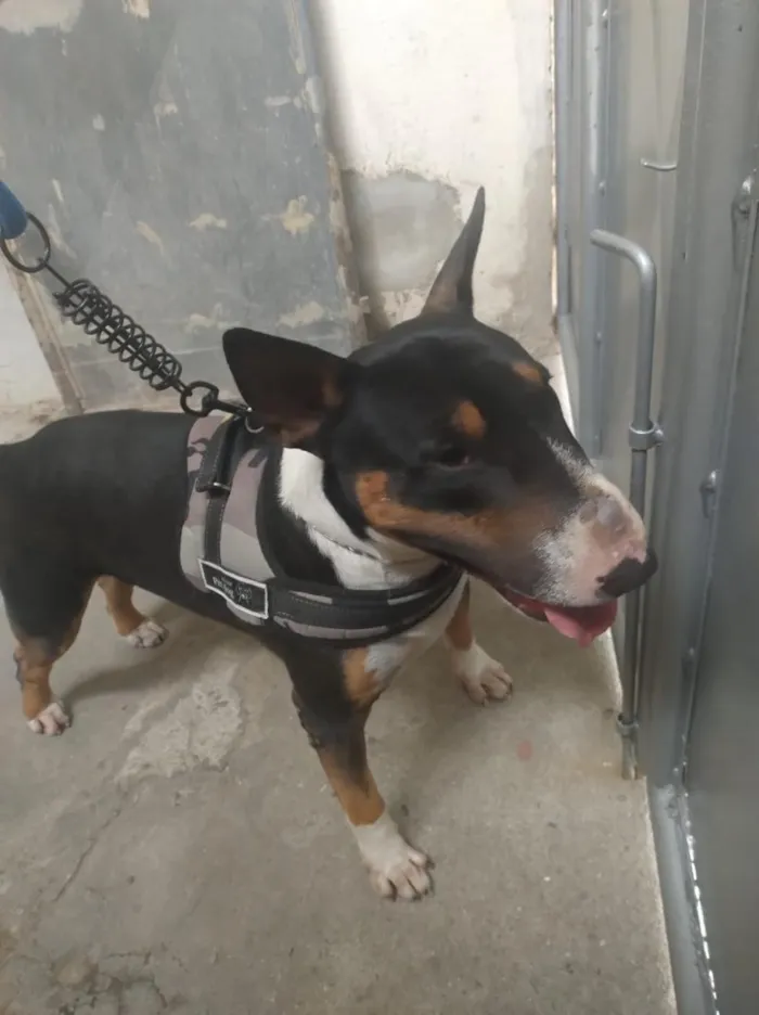 Cachorro raça Bull Terrier idade 4 anos nome Trovito