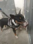 Trovito