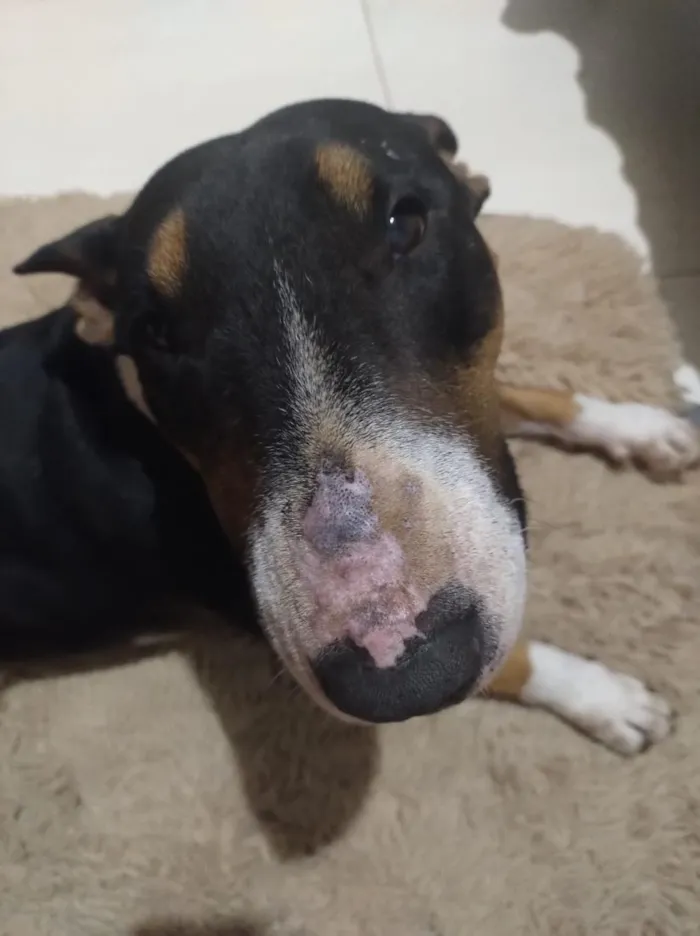 Cachorro raça Bull Terrier idade 4 anos nome Trovito