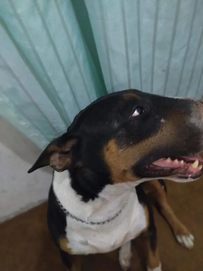 Cachorro raça Bull Terrier idade 4 anos nome Trovito
