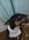 Trovito