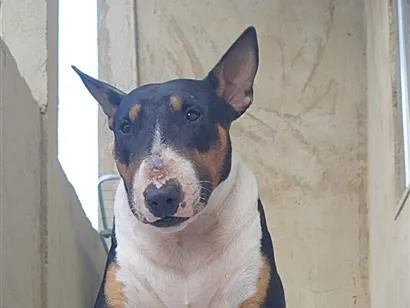 Cachorro raça Bull Terrier idade 4 anos nome Trovito