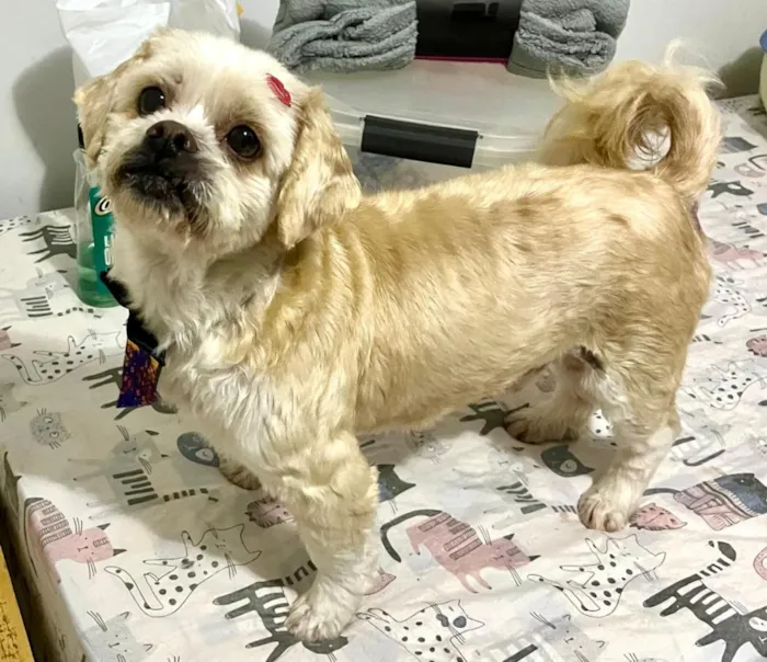 Cachorro raça Lhasa Apso idade 6 ou mais anos nome Noah 