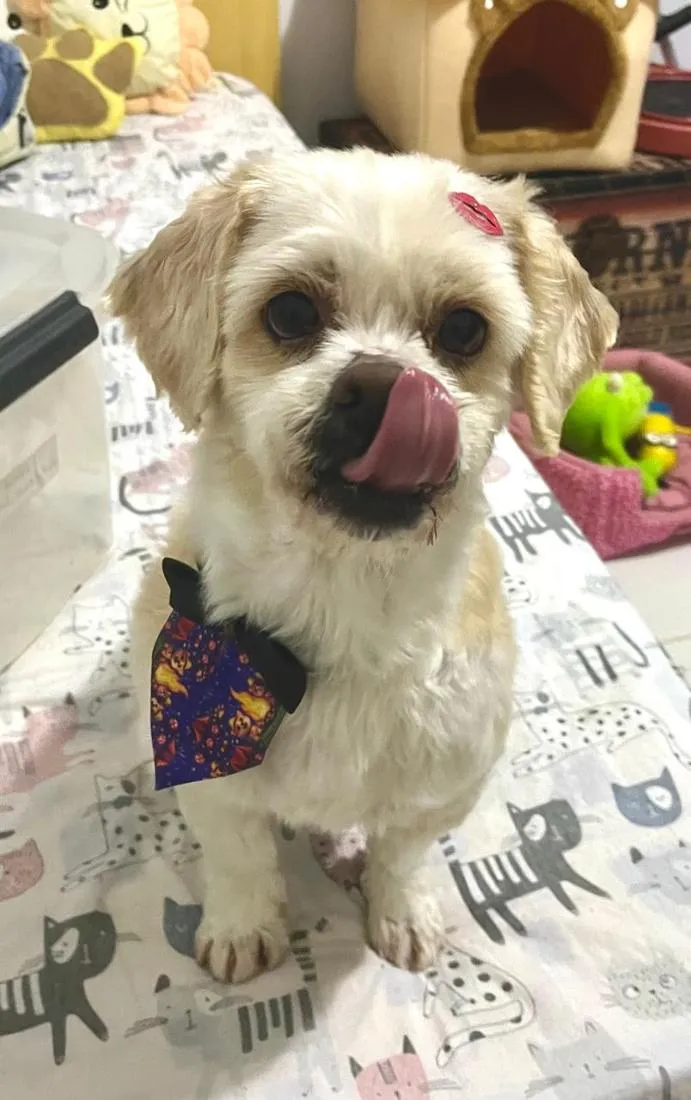 Cachorro raça Lhasa Apso idade 6 ou mais anos nome Noah 