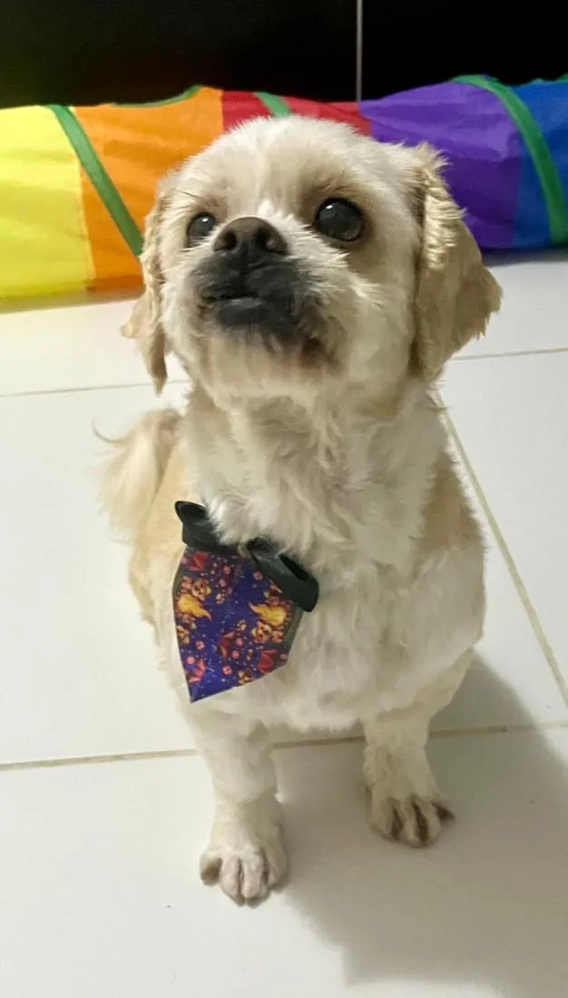 Cachorro raça Lhasa Apso idade 6 ou mais anos nome Noah 