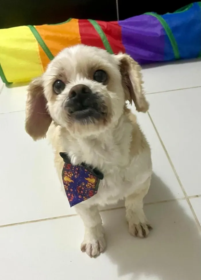 Cachorro raça Lhasa Apso idade 6 ou mais anos nome Noah 