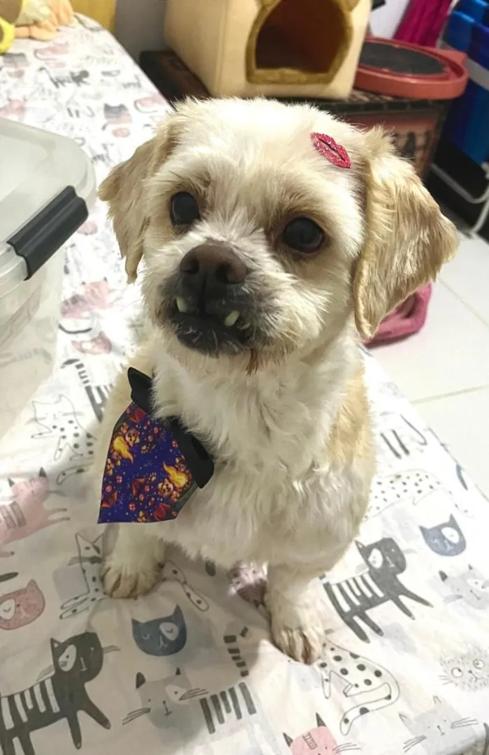 Cachorro raça Lhasa Apso idade 6 ou mais anos nome Noah 