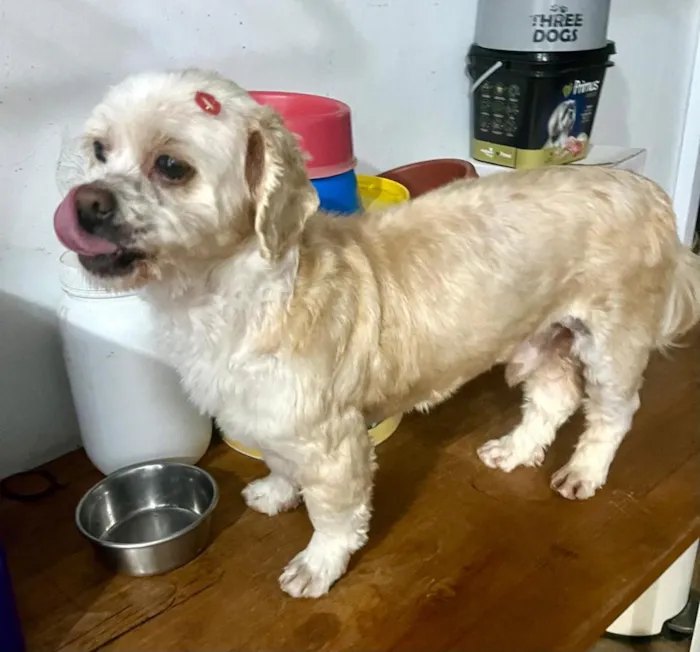 Cachorro raça Lhasa Apso idade 6 ou mais anos nome Noah 