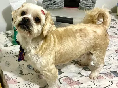Cachorro raça Lhasa Apso idade 6 ou mais anos nome Noah 